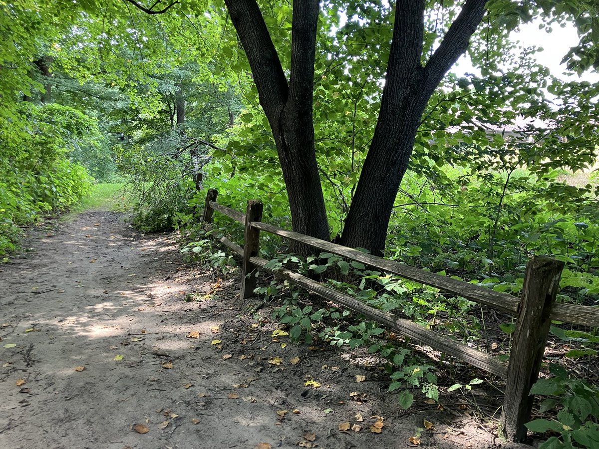 Ignisfox1's tweet image. Quiet walk around 

#minnesota #mnsummer #summer #getoutside