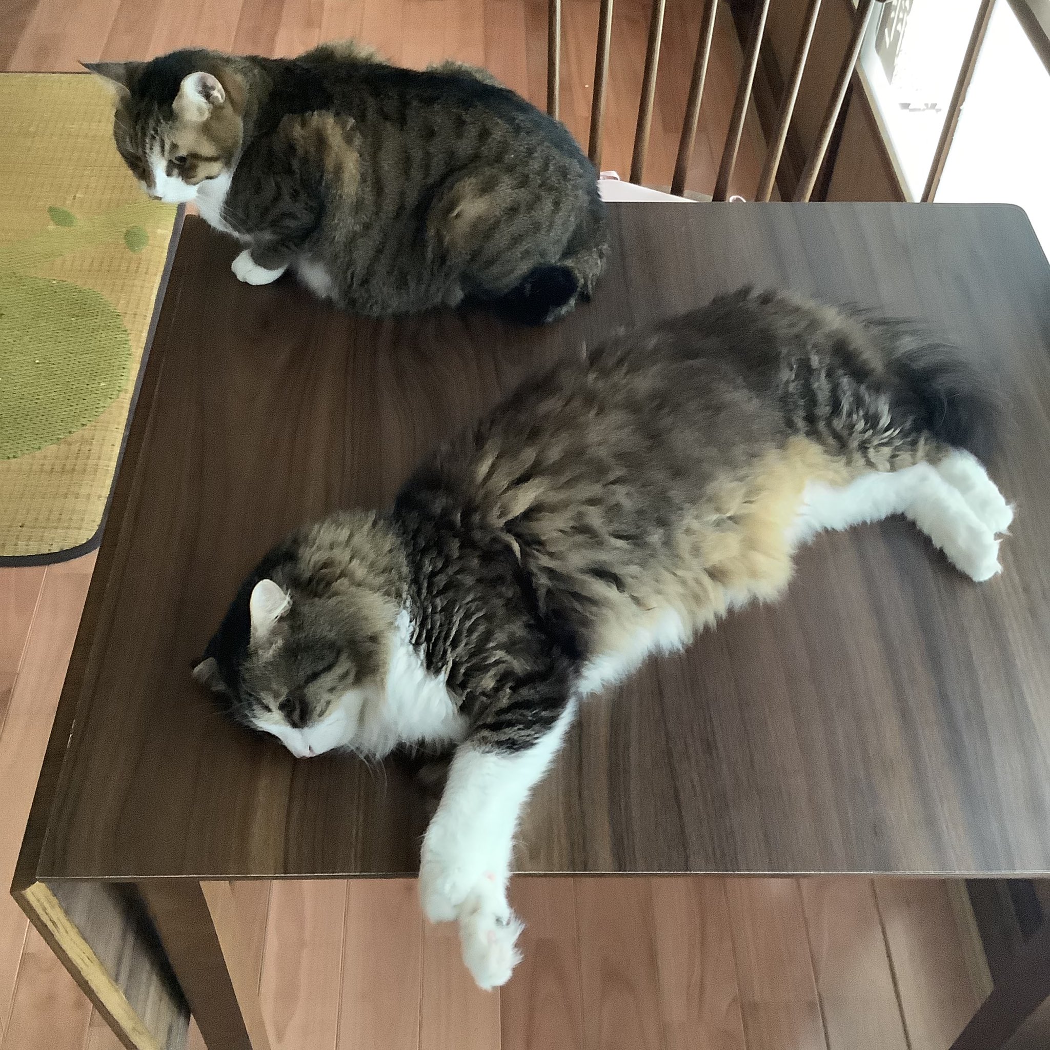 くらげねこ on X: 