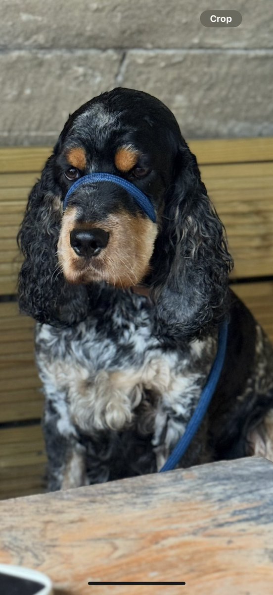 BarrieRo55's tweet image. 12 weeks ago, while letting the Spaniels out at 6am, our kitchen floor collapsed! Today, after 5 different accommodations and a million different experiences….we’re on the eve of moving home with a different view of what life could be like…..House move….incoming? 🏠