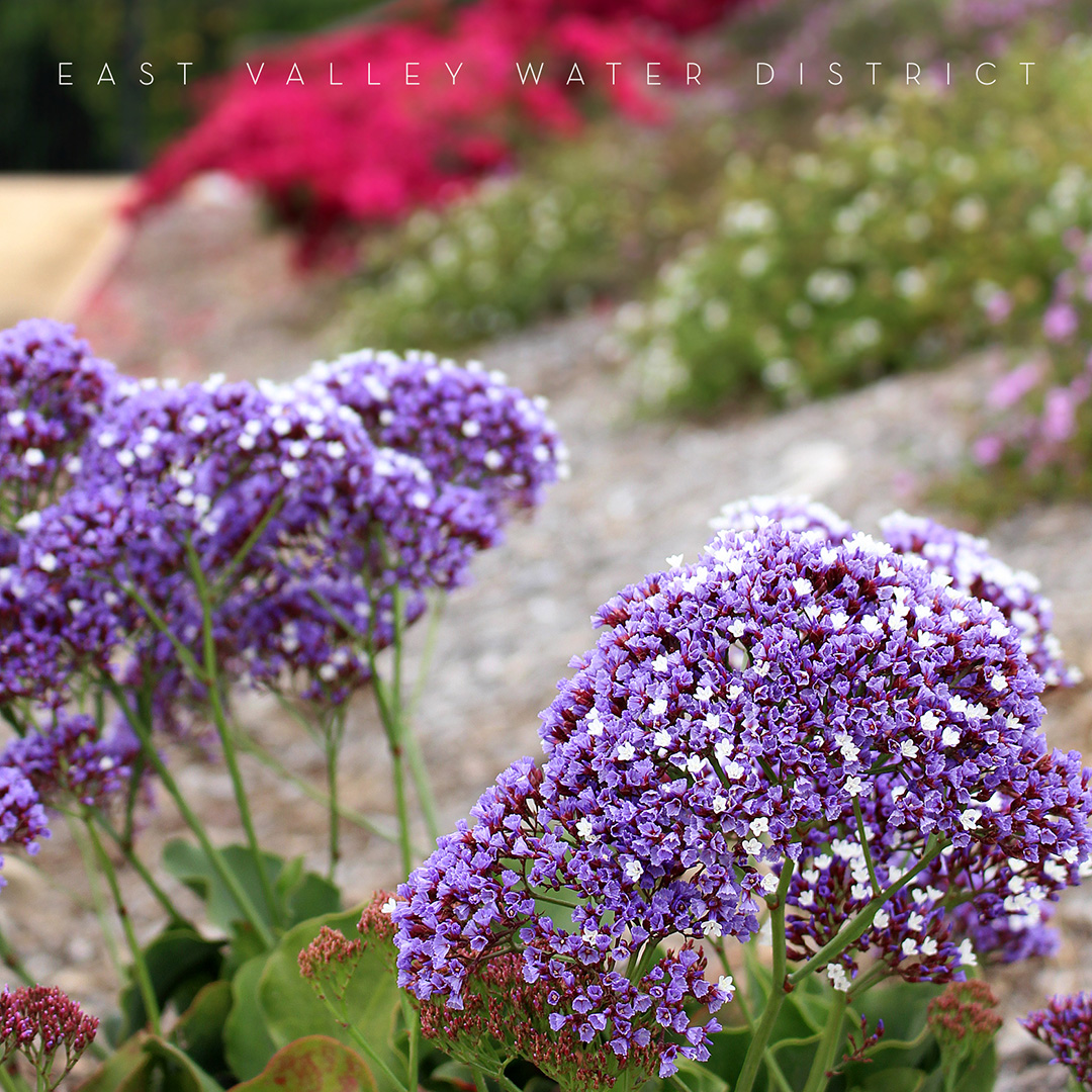 Water efficiency at home!
East Valley Water District’s conservation program is designed to empower you to maximize every drop through rebates, water-efficient landscaping ideas, and easy-to-follow tips. 

Get the latest information at eastvalleywater.gov/Conservation

#WeAreEVWD #EVWD