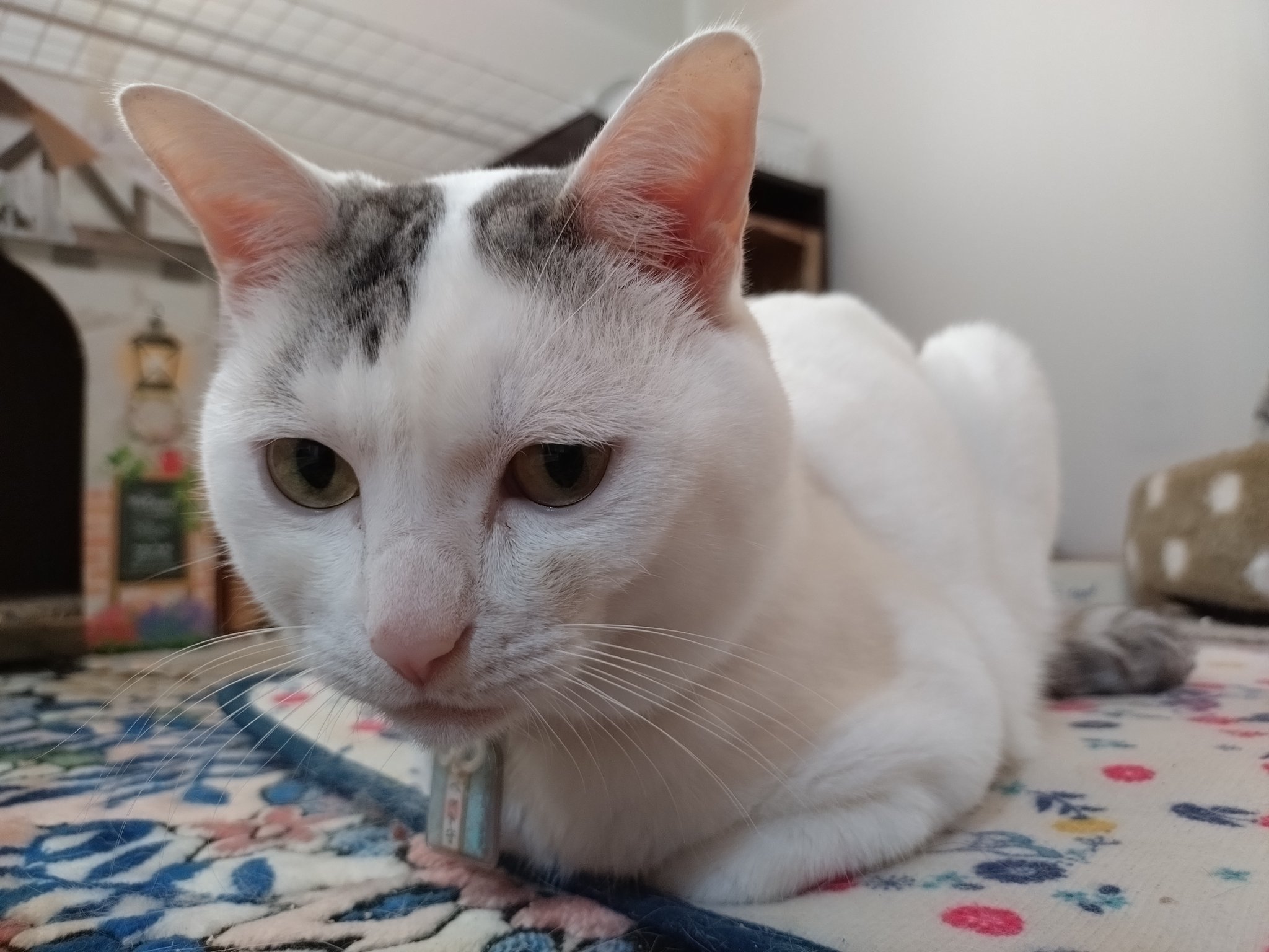 山猫 木山神社の招き猫 on X: 
