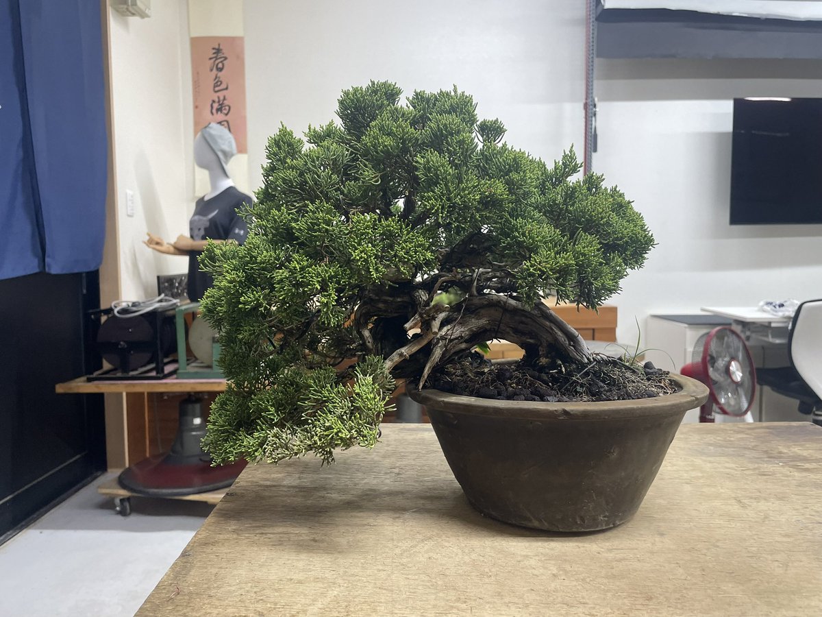 その他観葉植物 TOSHI Toshi (@bonsai_toshi) / Posts / X
