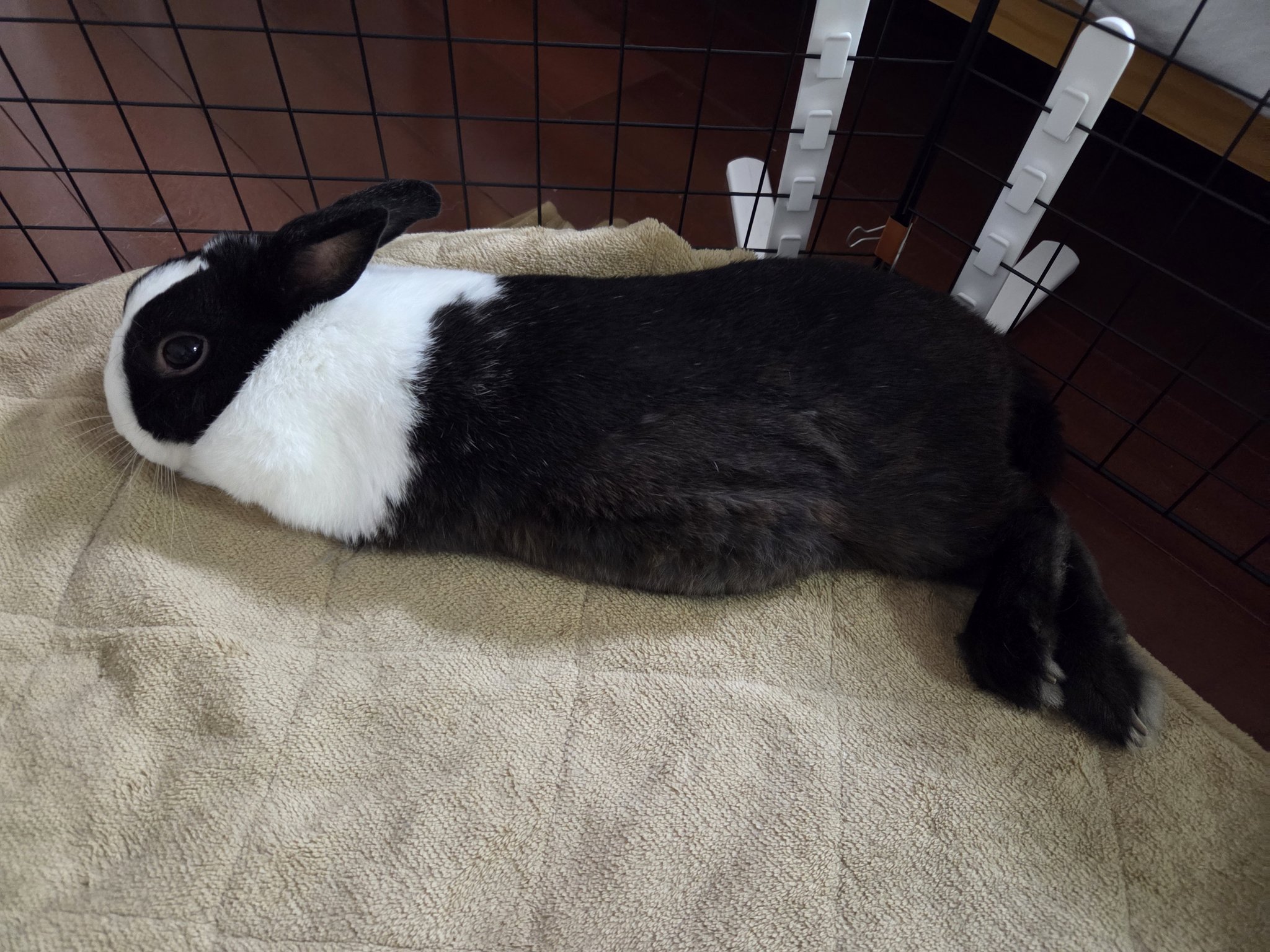うさぎとぱんだ 9415022-panda-rabbit.jpg