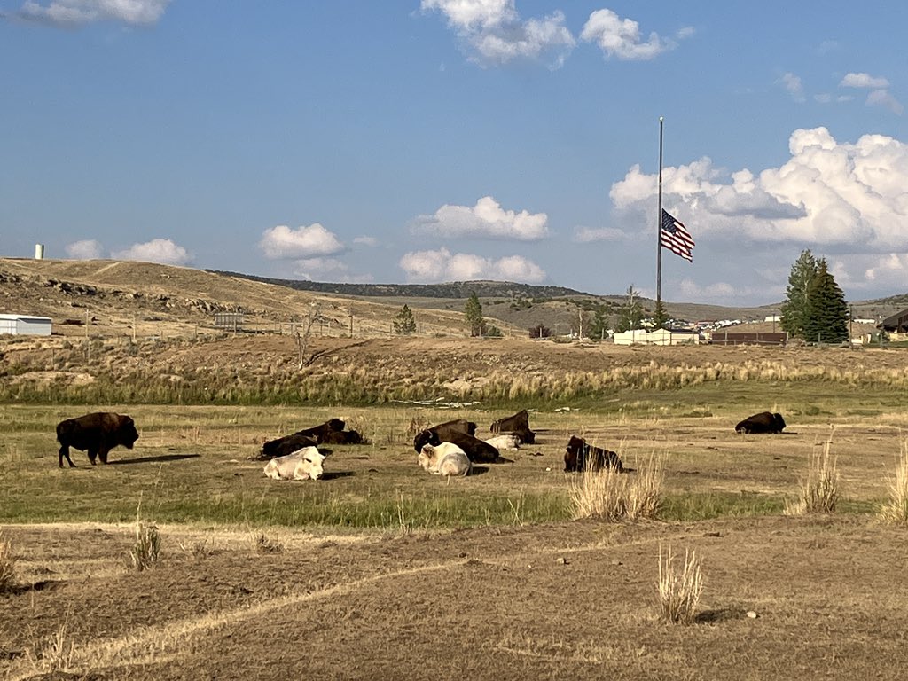 A little piece of Wyoming tonight. Beautiful late summer evening at Bear River State Park. #WyoLife #EvanstonWyoming #Elk #Bison