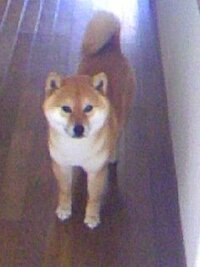 16歳8ヶ月、老犬の勇姿です(⁠^⁠^⁠)
まだまだ健在です！
＃柴犬