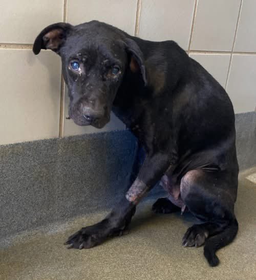 _taysmyoxygen1d's tweet photo. 🆘 MEDICAL OLDER DOG IS BEING KILLED TMW 8.29 BY #SANANTONIO ACS #TEXAS‼️

NOEL 💖#A771889 8yo F, 44lb, hw-

💘very sweet but scared &amp; shy

📝reported to be neighborhood dog roaming
🚨severe flea/tick infested, uveitis. Tick-borne disease

#Foster/#Adopt ☎️2102076669/6666
#PLEDGE https://t.co/SxPrf1bdPG