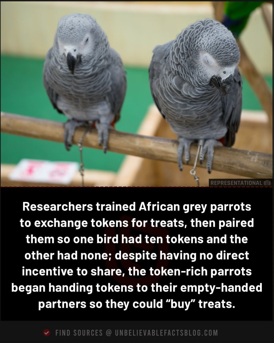 Yet humans consider “bird brain” to be a pejorative!