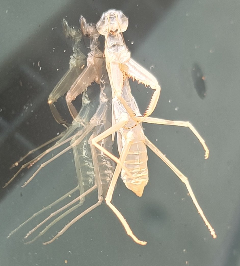 今朝カマキリが笑顔のまま
にっこり脱皮成功したみたいです
神秘的ですね。