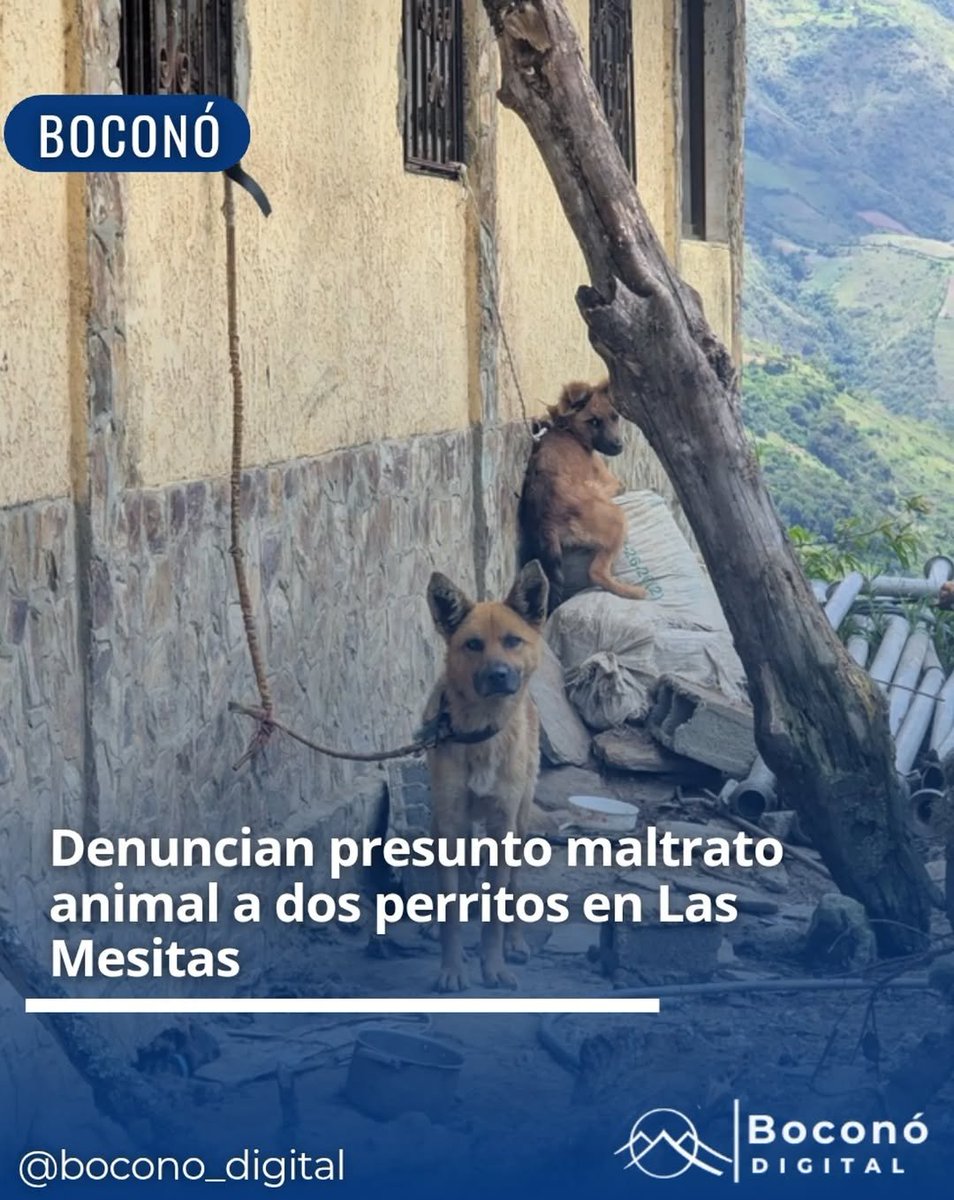 ReporteYa's tweet image. #28Ago #Trujillo #Denuncia
Denuncian que dos perros en El Potrerito, Boconó, están amarrados de una ventana sin poder acostarse en el suelo. Autoridades y ciudadanos instan a los dueños a mejorar las condiciones de los animales. -
@bocono_digital vía Instagram.