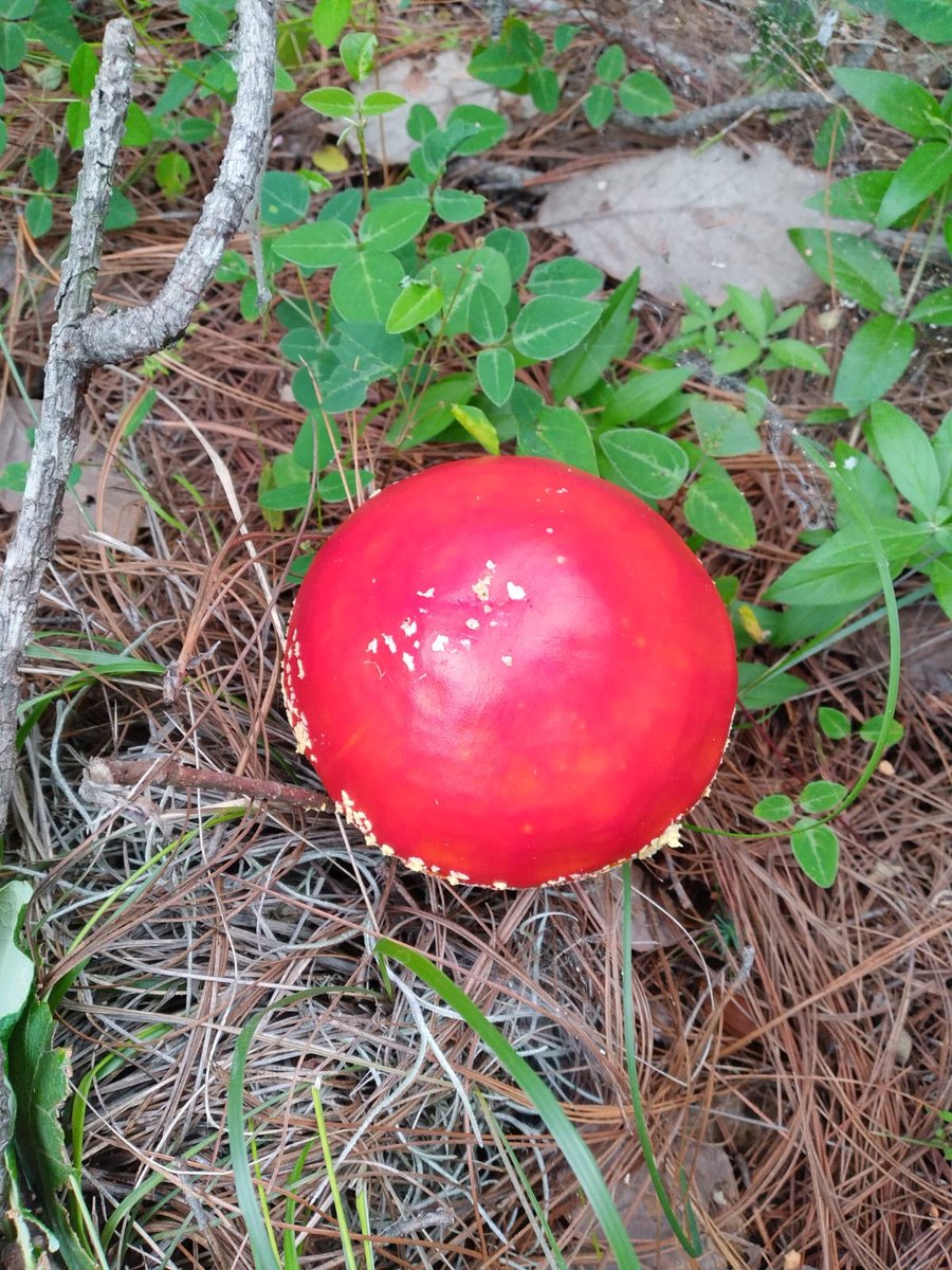 felixitoux's tweet photo. @Fungi_Cosas Hola, bonita tarde, solo si me pudiera de favor ayudar con un honguito que encontré hace poco... No lo corte pero si tengo duda, si es Amanita?? https://t.co/ZJ4bS6fI3v