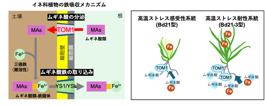 【研究成果】鉄吸収を制御して植物の高温ストレスを緩和
a.u-tokyo.ac.jp/topics/topics_…
#東京大学 #東大農学部 #植物 #高温ストレス #コムギ #温帯性草本植物 #アイソトープ農学教育研究施設