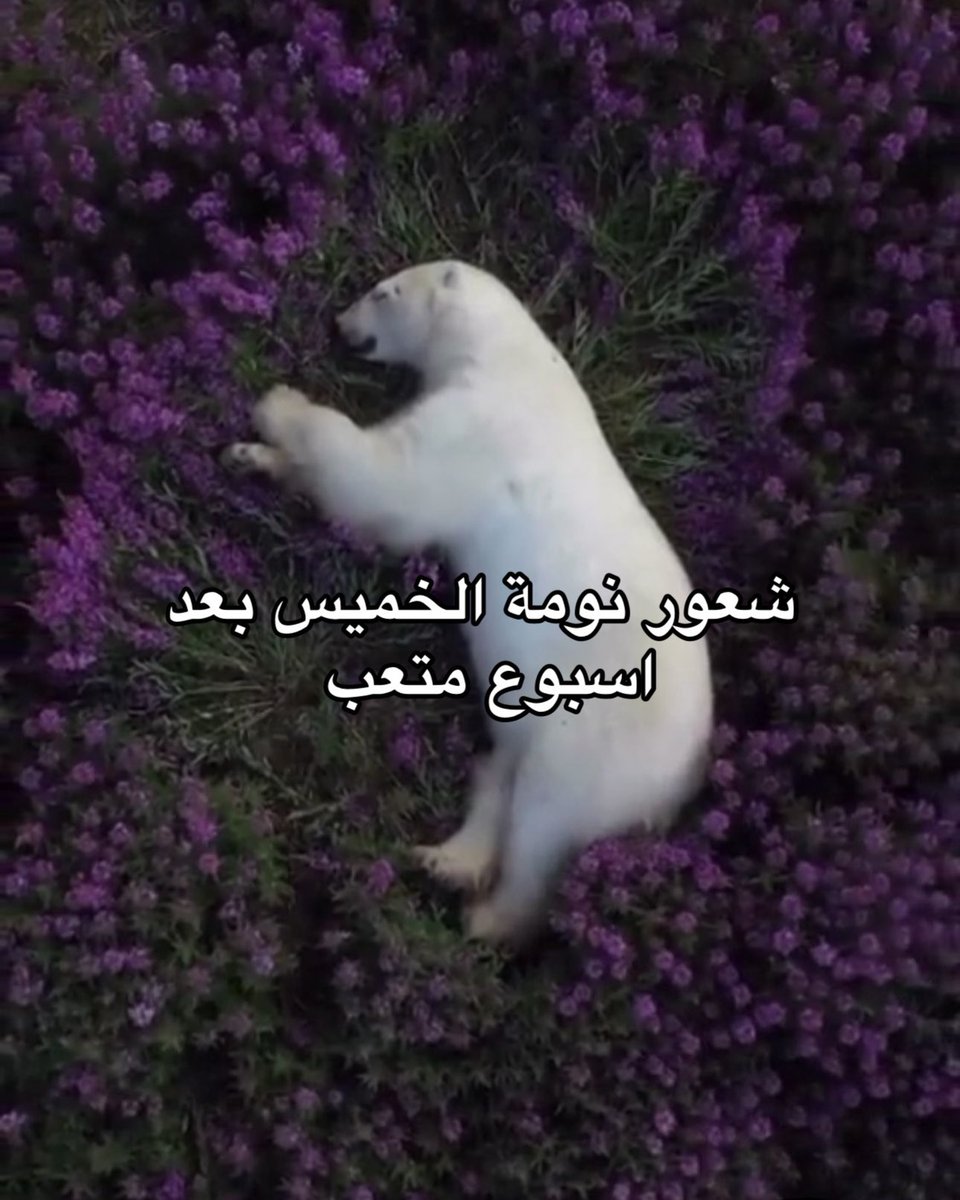 Arab Memes (@arabmemesss) on Twitter photo 