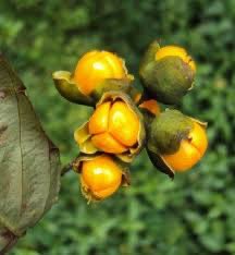 MumukshuSavitri's tweet image. Today Berberine is being touted by all the Western health coaches as a miracle herb which acts like Nature’s Ozempic.

But did you know that Indian Ayurvedic Rishis prescribed Berberine (Berberis aristata) aka Dāruharidrā for prameha (urinary disorders, such as diabetes) &amp;amp;…