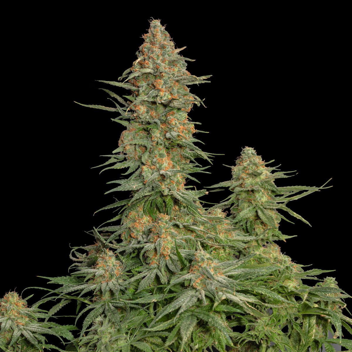 Greenseedtests's tweet image. Apple Fritter cruce de Sour Apple x Animal Cookies,  tiene una floración de unos 65 días, es una indica fantástica, increíble su aroma y sabor cítrico y afrutado maravilloso, ya la doy por terminada así que a secar curar y disfrutar.
@KannabiaSeeds @IntKannabia @JuanKannabia