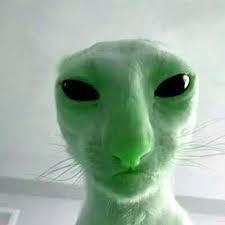 cryptidseo's tweet image. Haechan solo ?? ALBUM ??