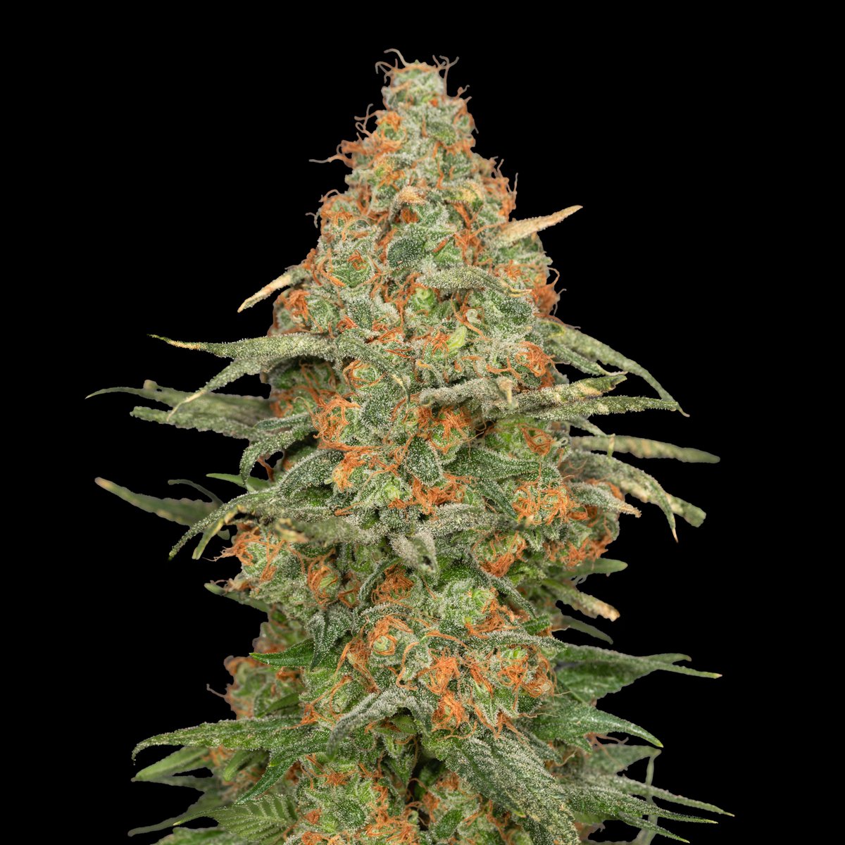 Greenseedtests's tweet image. Apple Fritter cruce de Sour Apple x Animal Cookies,  tiene una floración de unos 65 días, es una indica fantástica, increíble su aroma y sabor cítrico y afrutado maravilloso, ya la doy por terminada así que a secar curar y disfrutar.
@KannabiaSeeds @IntKannabia @JuanKannabia