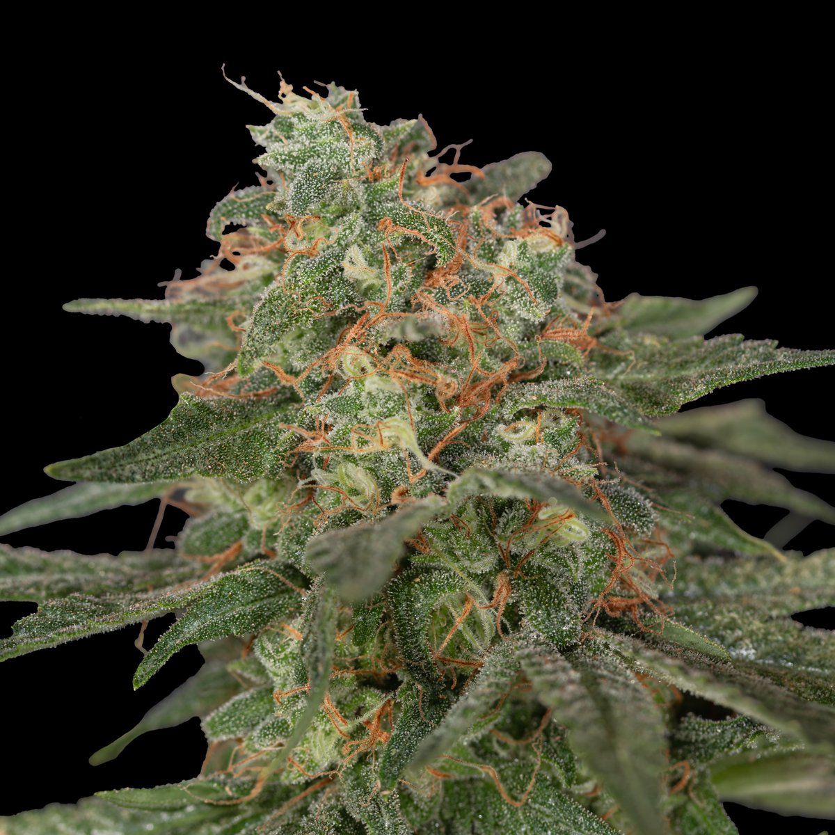 Greenseedtests's tweet image. Apple Fritter cruce de Sour Apple x Animal Cookies,  tiene una floración de unos 65 días, es una indica fantástica, increíble su aroma y sabor cítrico y afrutado maravilloso, ya la doy por terminada así que a secar curar y disfrutar.
@KannabiaSeeds @IntKannabia @JuanKannabia