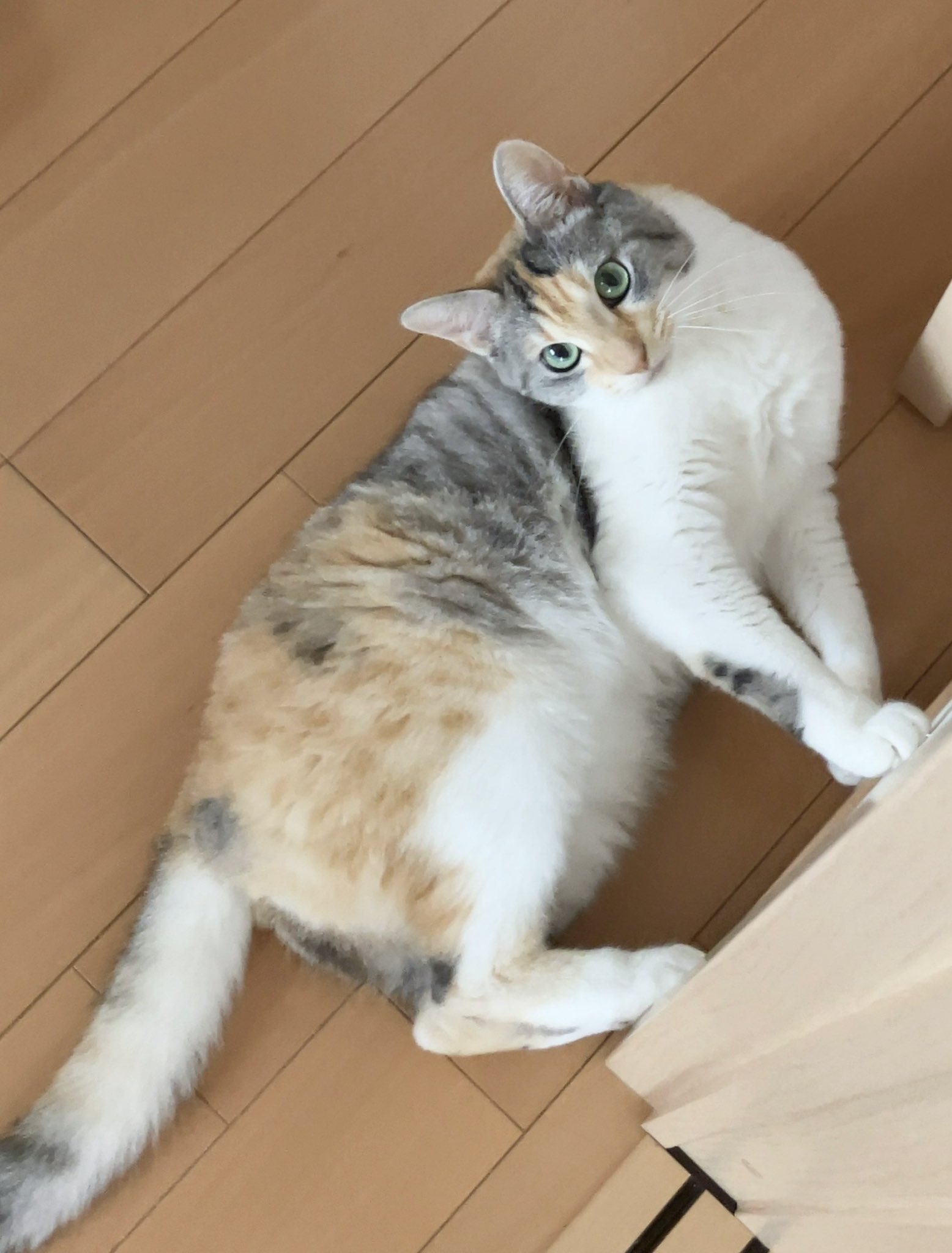 ⭐︎みゆう⭐︎のびねこ他⑤ ⭐︎みゆう⭐︎のびねこ他⑤ GTA5 名声レベル別解除アイテム一覧