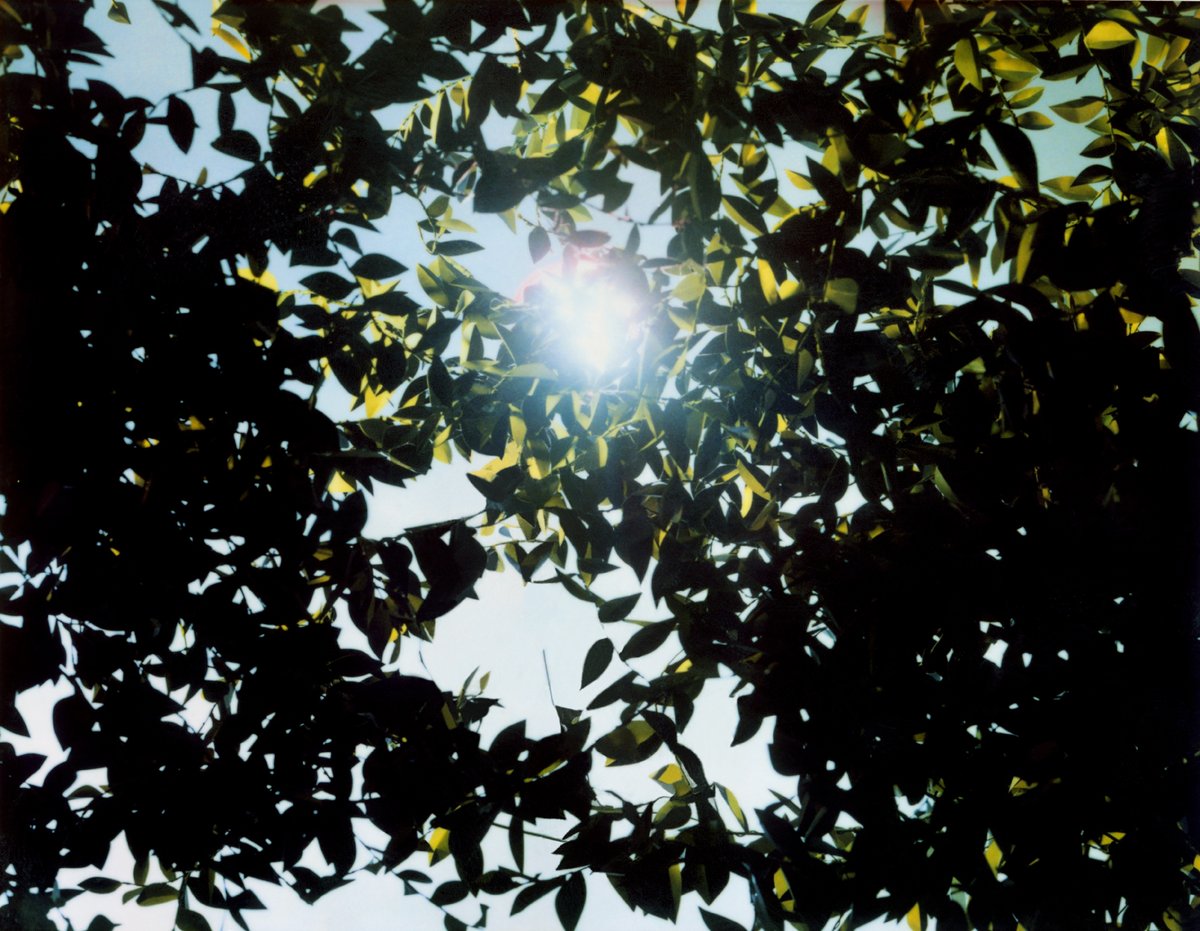 FundacionJumex's tweet photo. En 'Flare', #ThomasDemand construye un paisaje de papel y cartón que simula la luz del sol atravesando un árbol. La obra nos confronta con una realidad ficticia que cuestiona nuestra percepción, recreando un paisaje con papel y luz artificial que desafía nuestra idea de lo real. https://t.co/gAJ7MCLj2X