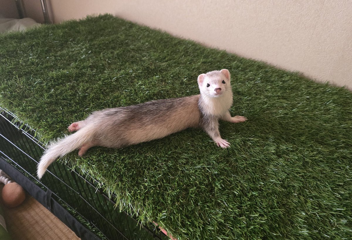 あくまでも話しの流れでたまたま出た話しだといってしまえばそれまでだけど、それは私の心を大きく揺さぶるお話しで。「私にそれが務まるのか考えさせて下さい」って言ったそばから「どうやって努めていけば良いか」を調べだしてた。やれるかじゃなくて私はやりたいんだって確信🌱おはようございます