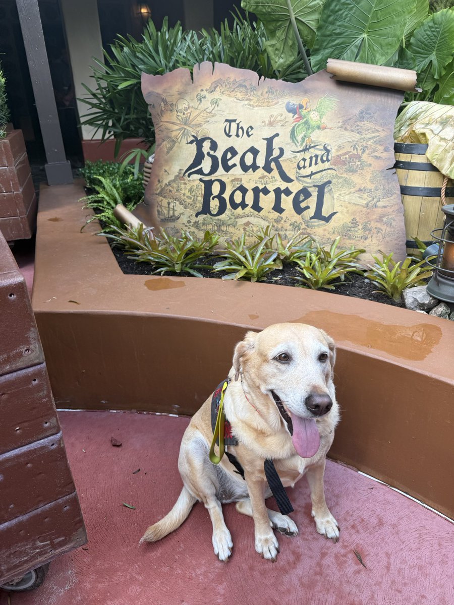 Noodle the Pup tweet media