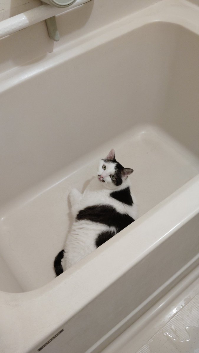 おはようございます😃
シャワーしようと思ったら
先にマメちゃんがお風呂入ってたわ!
#猫のいる暮らし