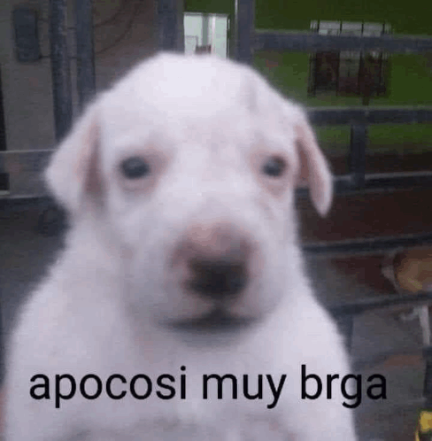 me when bad faith vetoes: