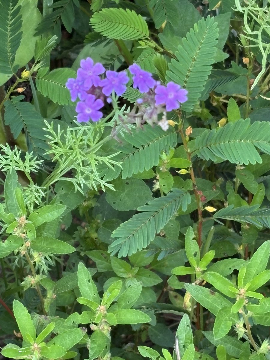 Some of the beautiful wildflowers still doing well in the garden.