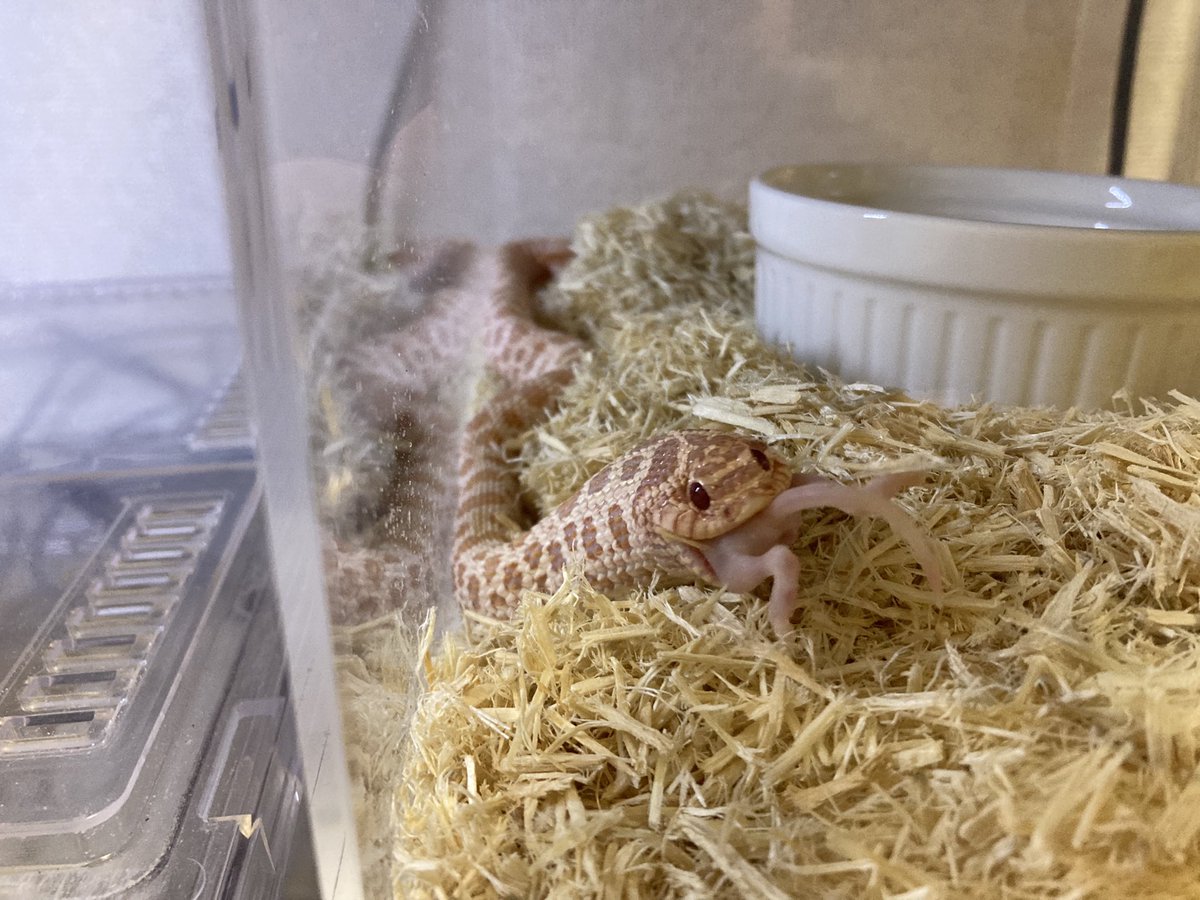 日曜日にうちに来たばっかりのサブゼロ♀ちゃん初給餌！
匂いをクンクンしてカクカクしながら食いついてくれました🤣

大きくなるんやで☺️
#シシバナヘビ
#爬虫類好きさんと繋がりたい