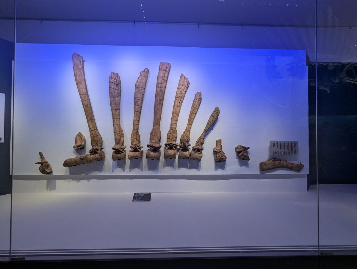 STS17358395's tweet image. #金曜日だから化石貼る #FossilFriday #スピノサウルス
スピノサウルスの復元骨格、ホロタイプ標本の再現模型(3枚目)、新たに発掘された部位(4枚目)
福井県立恐竜博物館の特別展 獣脚類2025にて撮影