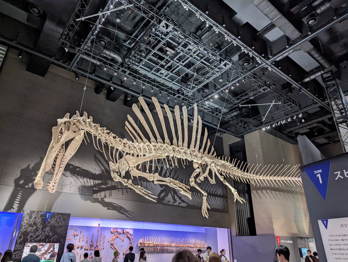 STS17358395's tweet image. #金曜日だから化石貼る #FossilFriday #スピノサウルス
スピノサウルスの復元骨格、ホロタイプ標本の再現模型(3枚目)、新たに発掘された部位(4枚目)
福井県立恐竜博物館の特別展 獣脚類2025にて撮影