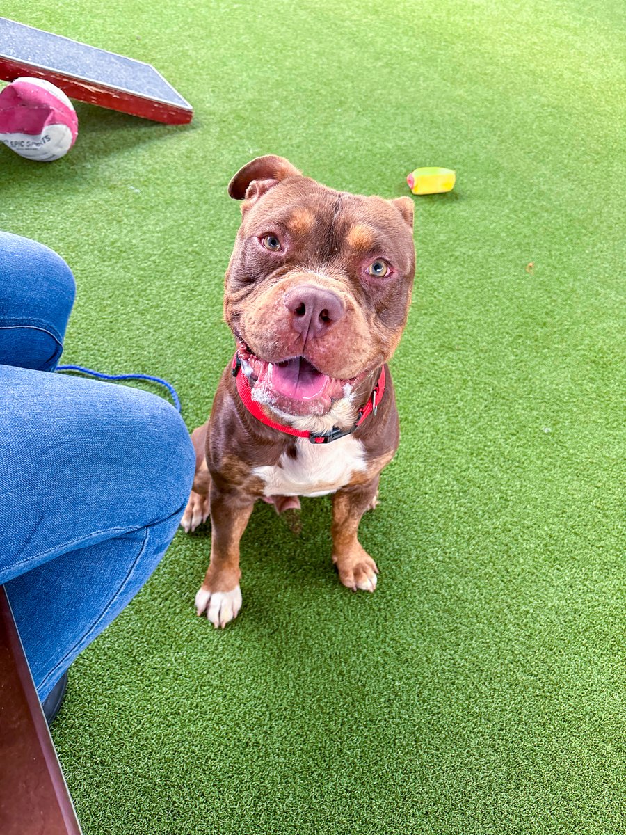 PetCircleWaco's tweet photo. πMeet Boudreaux | 1-yr-old | 66 lbs. | Chill to Zoomies!
He starts out as a laid-back, lazy guyβ¦ but show him youβre ready to play & heβll break out the zoomies! He is endlessly entertaining! Come meet this goofy, lovable boy!
#petcirclewaco #offthecircle #adoptdontshop https://t.co/0nyeNFzMju