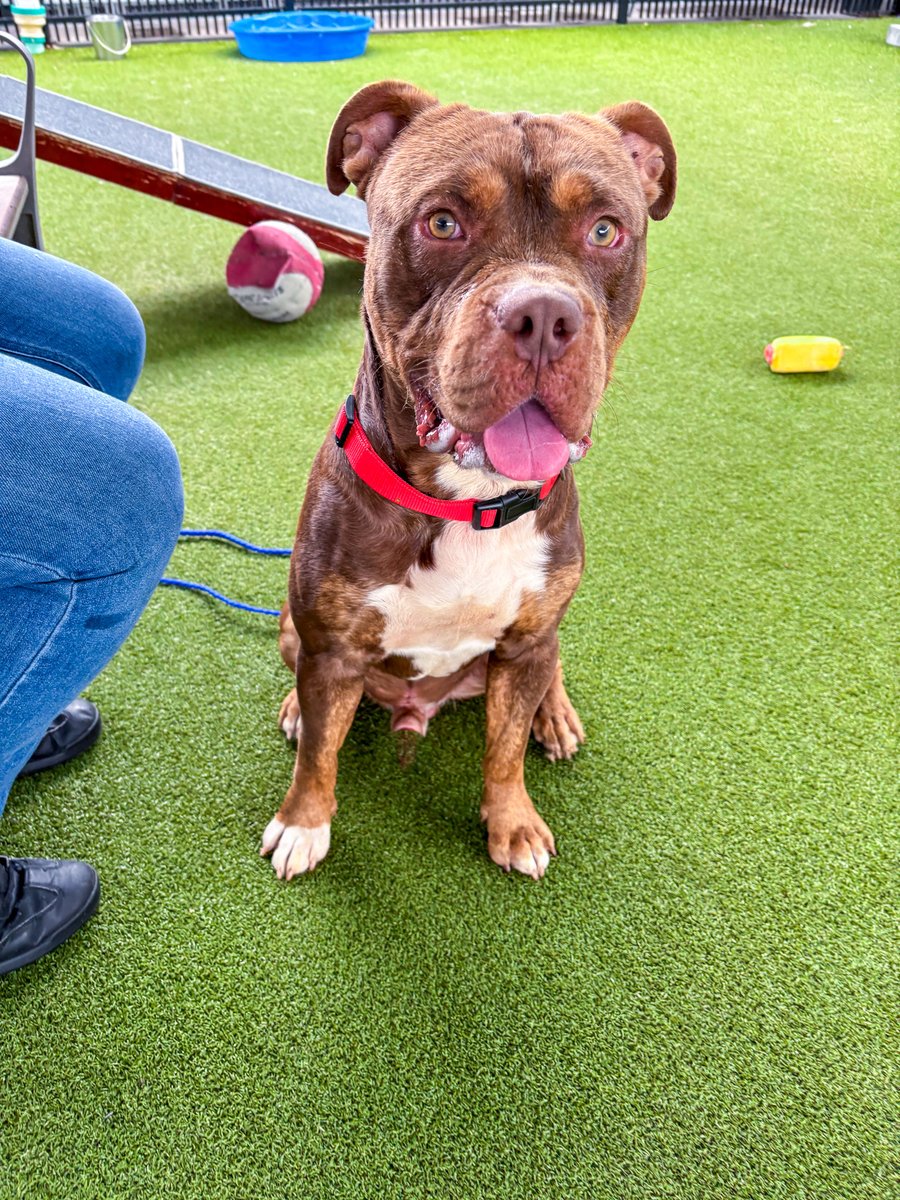 PetCircleWaco's tweet photo. πMeet Boudreaux | 1-yr-old | 66 lbs. | Chill to Zoomies!
He starts out as a laid-back, lazy guyβ¦ but show him youβre ready to play & heβll break out the zoomies! He is endlessly entertaining! Come meet this goofy, lovable boy!
#petcirclewaco #offthecircle #adoptdontshop https://t.co/0nyeNFzMju