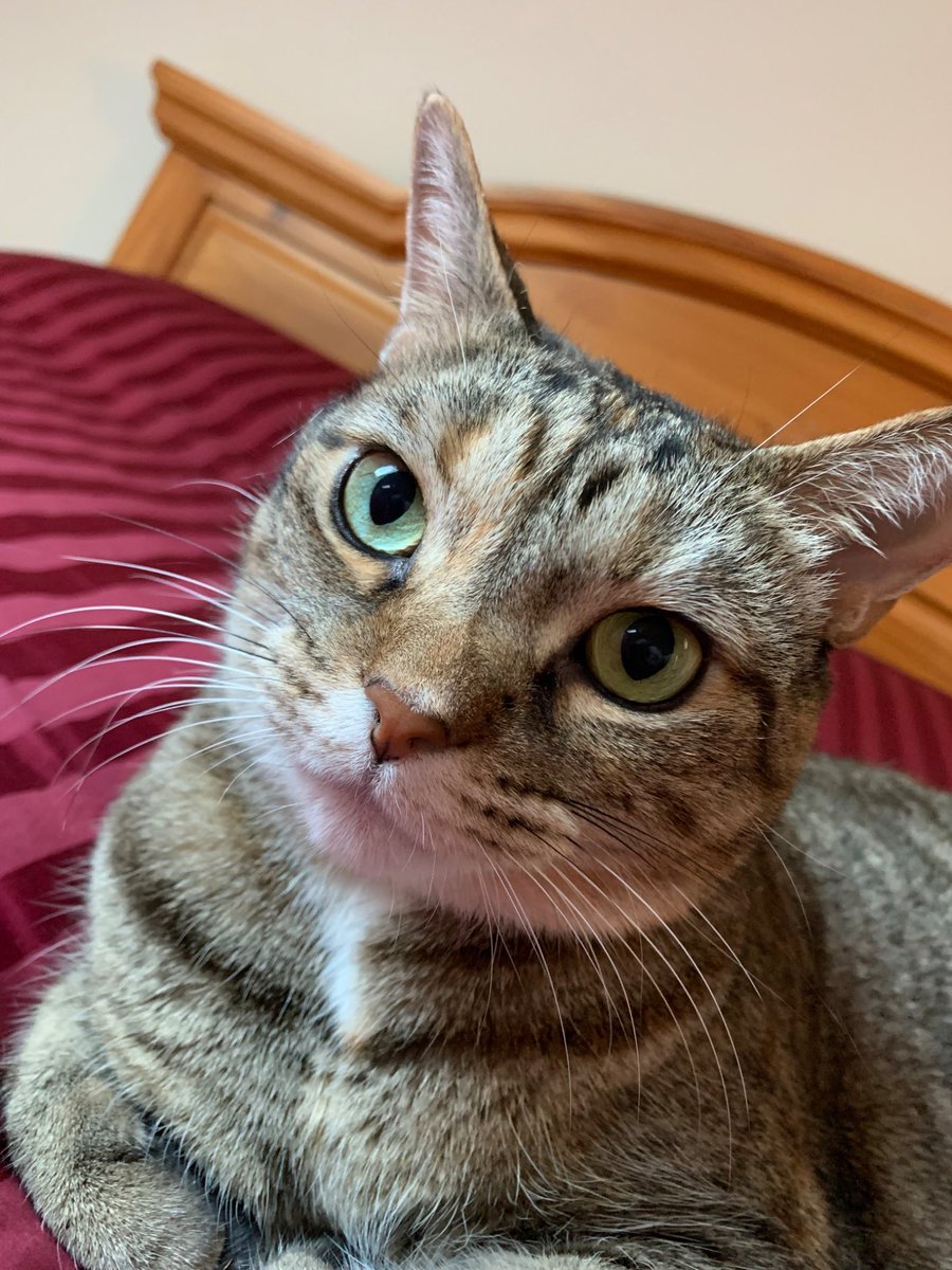 ClipperMaddenX's tweet photo. @bustone_mike @4_____TW Meow. https://t.co/oQmFuFk0sF