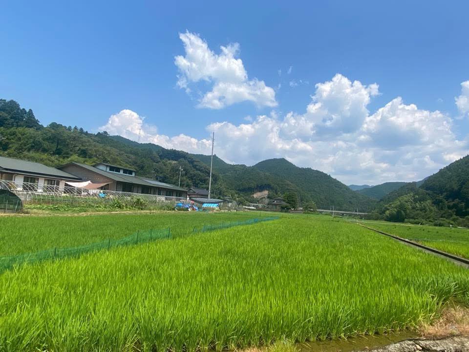 nanohanamura's tweet photo. ✨熊本産の鶴喰米 早期予約特売✨

／
残り3日‼️
定価9,200円→8,000円(税込・送料別)‼️
＼

令和7年産新米価格は、猛暑・水不足・米騒動で高騰が予測される中、鶴喰米をお得にご用意🍚

どんな環境にも負けず、元気に育った鶴喰米をこの機会にぜひお召し上がりください！

👉https://t.co/dHnpQ80ByG https://t.co/wlymTYrX02