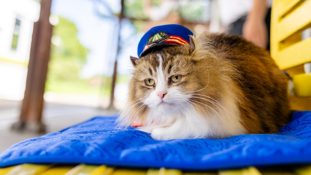 JapanGov's tweet photo. All aboard @AIZU_HappyTrain π for a journey of scenic beauty and discovery! Savor breathtaking vistas ποΈ along the Agano River, try hands-on train-driving, & even meet a friendly feline stationmaster πΊ.
#JapanOnTrack #RegionalRevitalization https://t.co/KGpbLnYfiR
