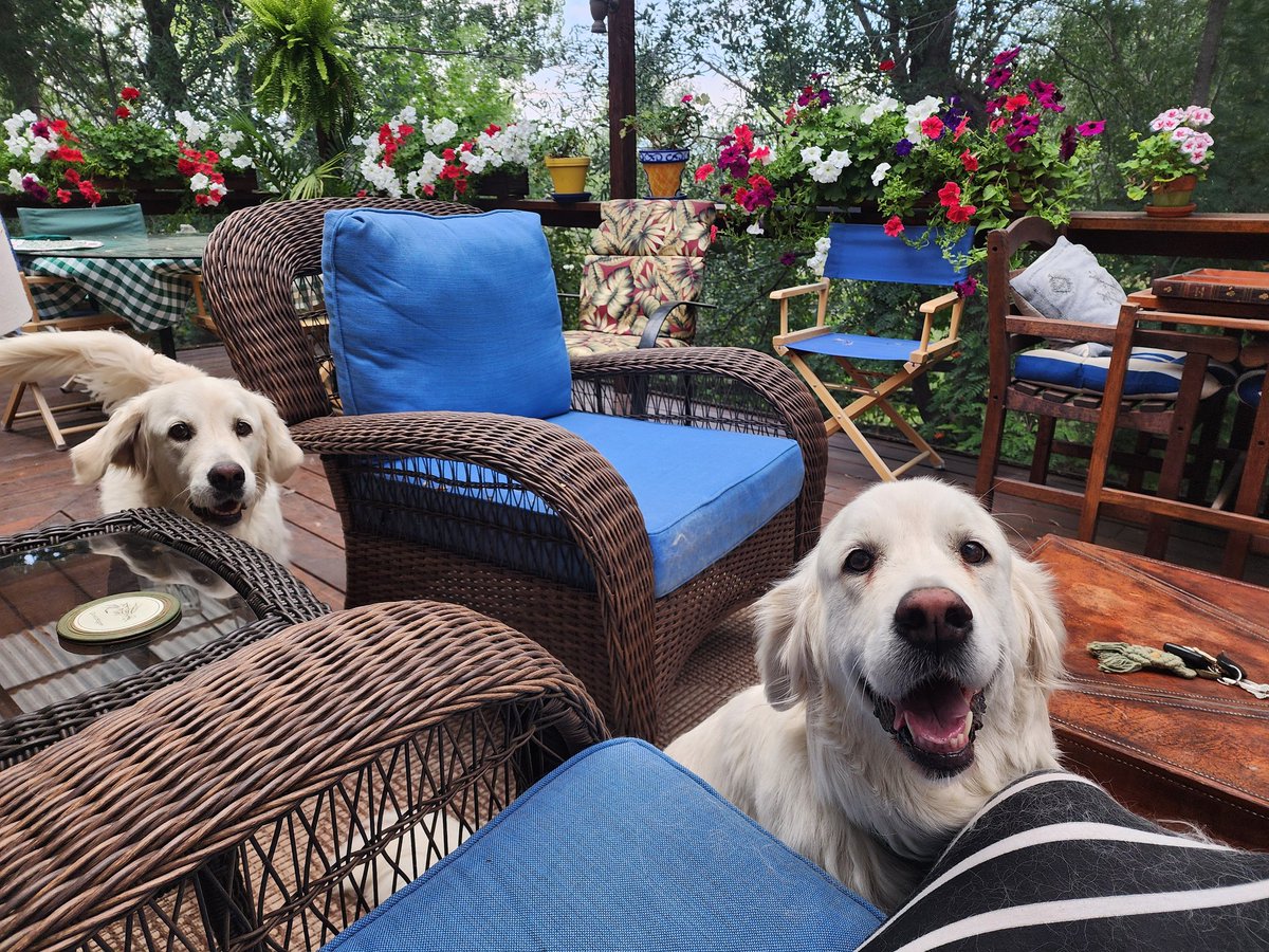 Nataya's tweet photo. Evening #Inners
It's that time, pull up a stool, order your favorite beverage and stay awhile
#Loki #Freya #TheKids #BondedSibs #MomentOfShelby #BonusEdition #Floofballs https://t.co/dZDAajwjxK