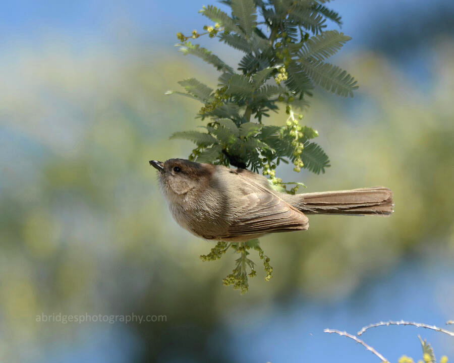 ABridgesPhoto's tweet photo. Going through some old  photos from my trip to California.  I am not positive but I think this is an Amercan bushtit. https://t.co/TexW2chFmq