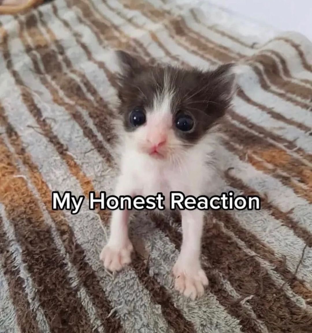 mranthony2's tweet photo. >MFW https://t.co/GgqwhkfRqk