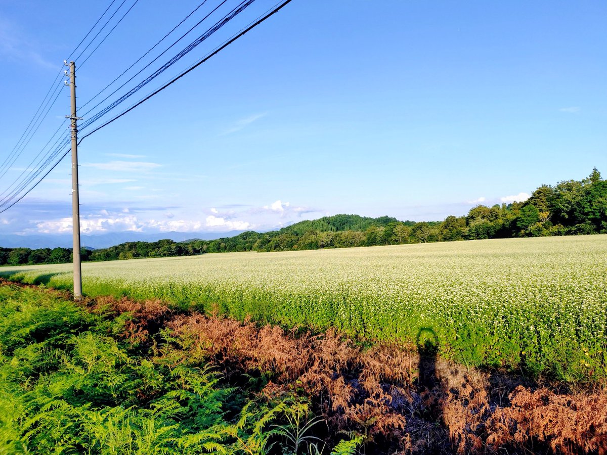 大蔵村の蕎麦畑🌱昨日夕方の様子
山形県肘折温泉へ向かう途中、湯の台スキー場付近の蕎麦畑。満開かな？真っ白で圧巻たけど、写真じゃ伝わらな〜い🤣新そばが楽しみ！

大蔵村合海　ねぎぼうず
こちらでこの蕎麦が食べられます。

満開の蕎麦畑を見るとヨダレが出てくるよね……