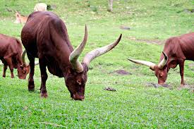 Ankole cattle, the king of cows, Uganda hold  inherent rights in patents &amp;  geographical indications for Ankole cattle, Uganda  must be fully recognized as  its centre of origin &amp;  exclusive genetic rights. 
<a href="/MAAIF_Uganda/">MAAIF 🇺🇬</a> <a href="/narouganda/">NARO Uganda</a> <a href="/NAGRC_DB/">NATIONAL ANIMAL GENETIC RESOURCES CENTRE &DATABANK</a> <a href="/Bonnyntare/">Bonny Ntare</a>