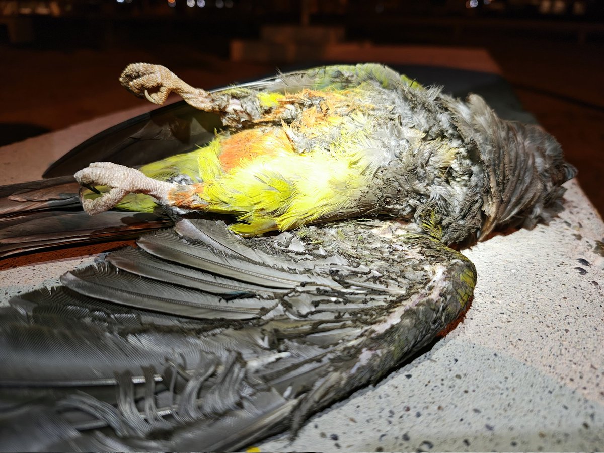 servicoopmadryn's tweet photo. Loros provocaron la salida de Celda 11.

Informamos a la comunidad que ya se encuentra restablecido el servicio de energía en toda la ciudad. La falla fue provocada por una bandada de loros, que rompieron el arco voltaico de las redes de media tensión, en inmediaciones de la plaza ubicada en Lavalle y Piedra buena. Queremos destacar el aporte de un vecino que dió aviso de lo ocurrido, mediante mensaje en nuestras redes sociales, lo que colaboró significativamente en la rápida respuesta del equipo de energía y el restablecimiento del servicio.