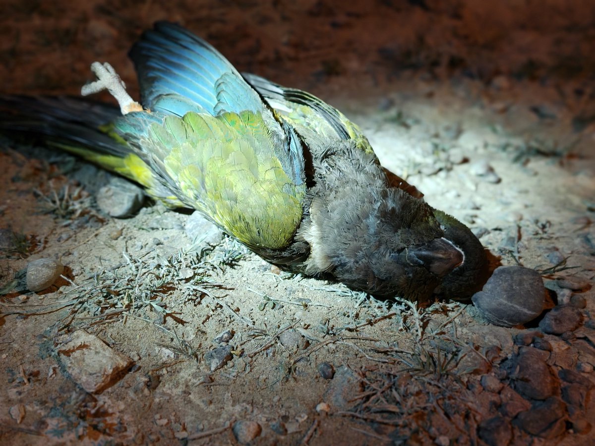servicoopmadryn's tweet photo. Loros provocaron la salida de Celda 11.

Informamos a la comunidad que ya se encuentra restablecido el servicio de energía en toda la ciudad. La falla fue provocada por una bandada de loros, que rompieron el arco voltaico de las redes de media tensión, en inmediaciones de la plaza ubicada en Lavalle y Piedra buena. Queremos destacar el aporte de un vecino que dió aviso de lo ocurrido, mediante mensaje en nuestras redes sociales, lo que colaboró significativamente en la rápida respuesta del equipo de energía y el restablecimiento del servicio.