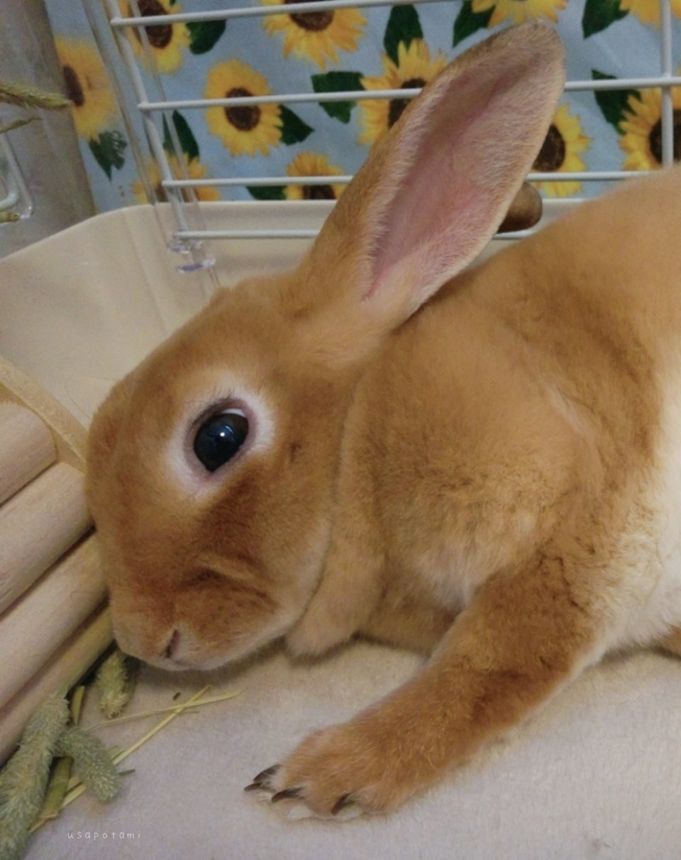 🐇うサぽたみ.mꕤ on X: 