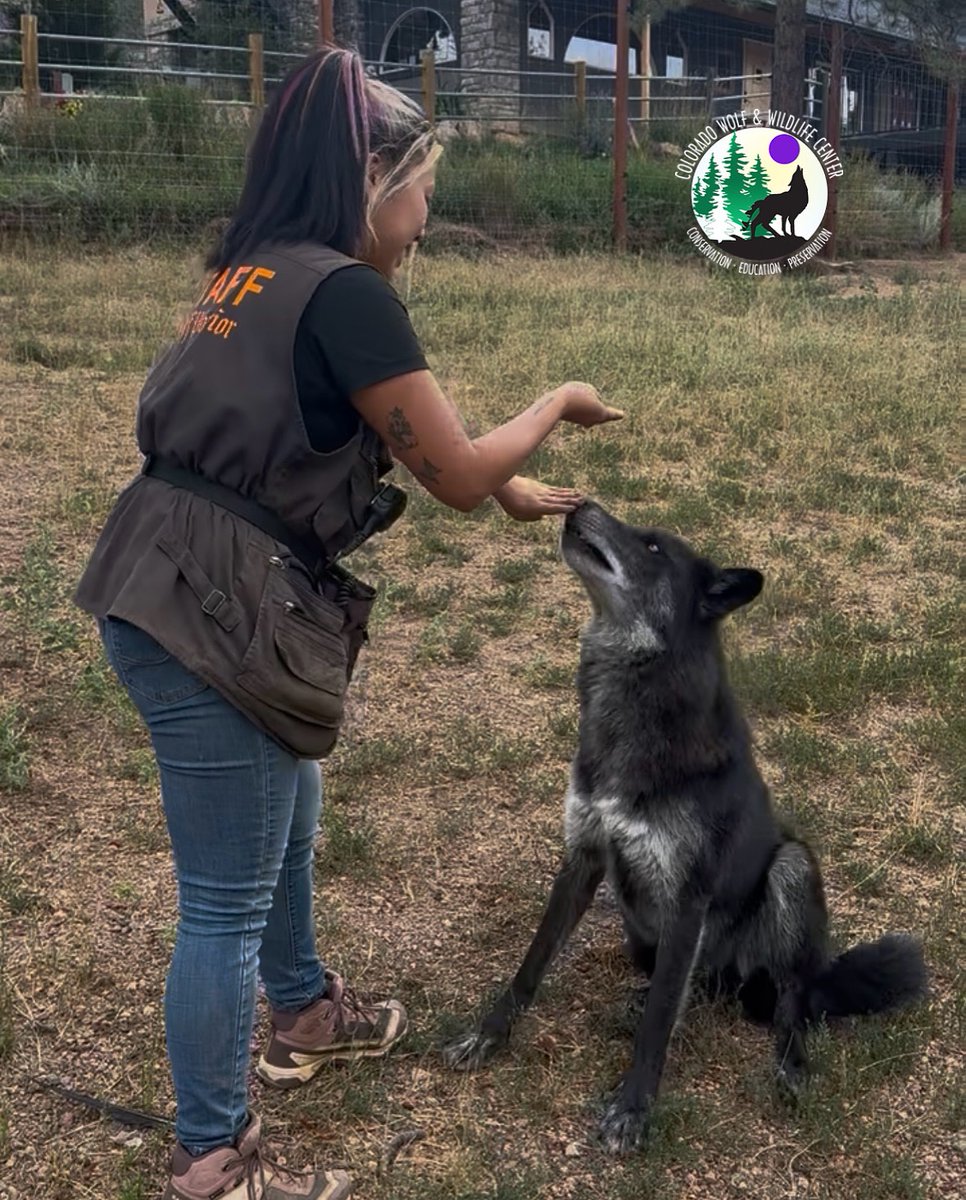 CO Wolf & Wildlife tweet media