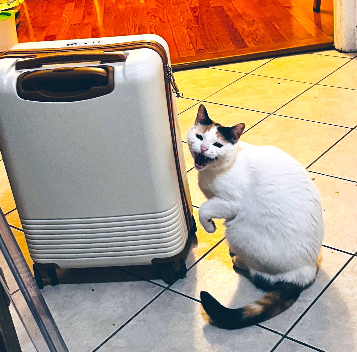 Keanu Thompson tweet media