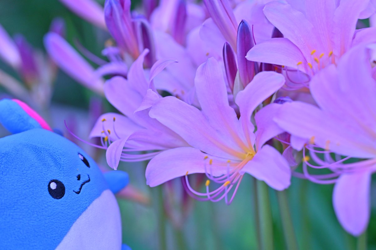 #見た人はお花と写ったぬい写真をアップする