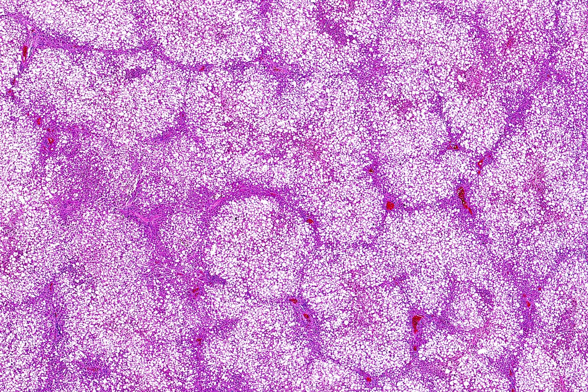 Ziad El-Zaatari tweet media
