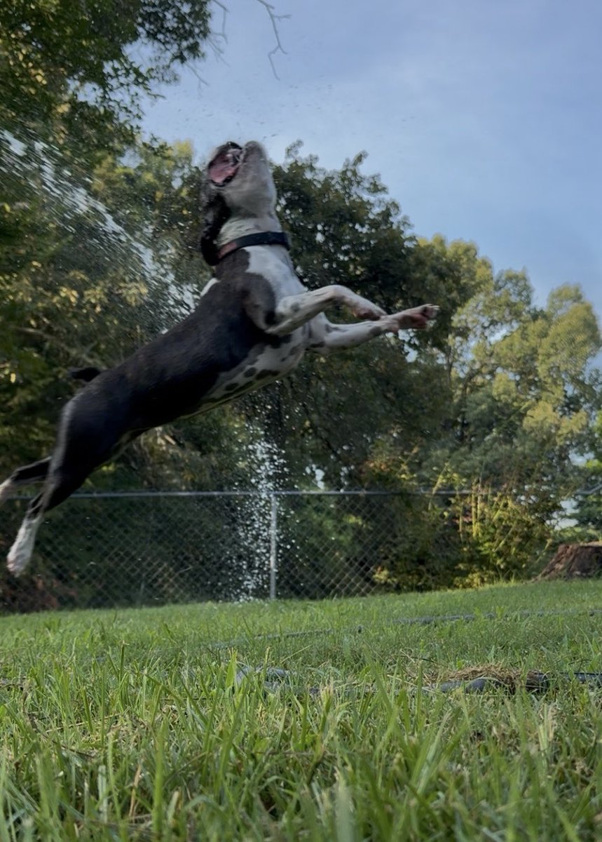 pcspacerace's tweet photo. @aseidman I’m guessing that’s a frenchie, hopefully he don’t chase bee’s like my Boston. :-) https://t.co/tfuQZkMpdW