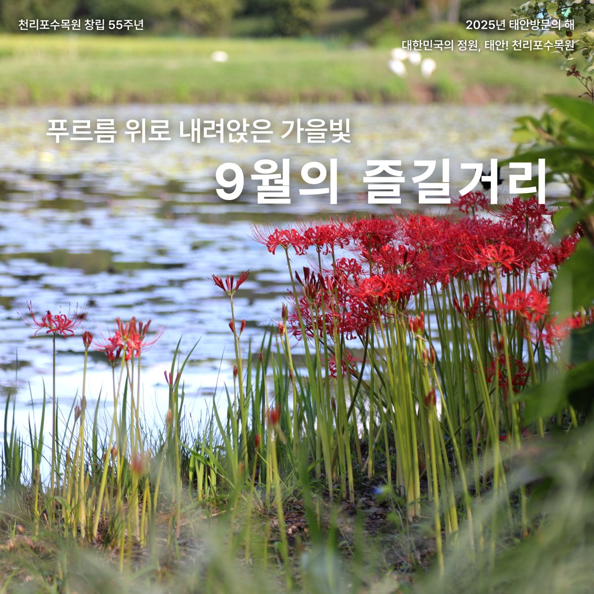 #천리포수목원_9월의즐길거리

공기의 온도와 바람의 물결이 달라지는 9월🍃
여러분은 계절이 바뀌는 감각을 어떻게 느끼시나요?